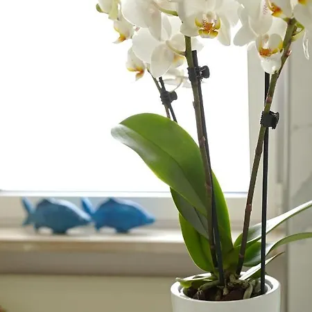 Piazza Lauro Sorrente